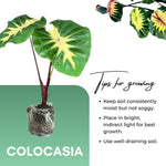 Colocasia Esculenta, Colocasia Live Plant, Elephant Ears Live Plant, Esculenta Taro Live Houseplant, 5-8 Inc Tall, No Pot (Rare Colocasia)