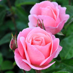 Rose Plant Live, Roses Bush for Outdoor Garden, 5-10 Inch Tall, Ornamental Flowering Shrub with Fragrant Blooms, Ready to Plant (Pink Rose)