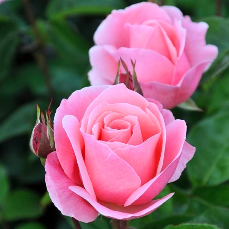 Rose Plant Live, Roses Bush for Outdoor Garden, 5-10 Inch Tall, Ornamental Flowering Shrub with Fragrant Blooms, Ready to Plant (Pink Rose)