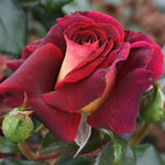 Rose Bush Live Plant, Fragrant Hybrid Tea Rose Flowers Well Rooted Plant, 5-10 Inc Tall for Planting Indoor Outdoor (Dark Night Rose)