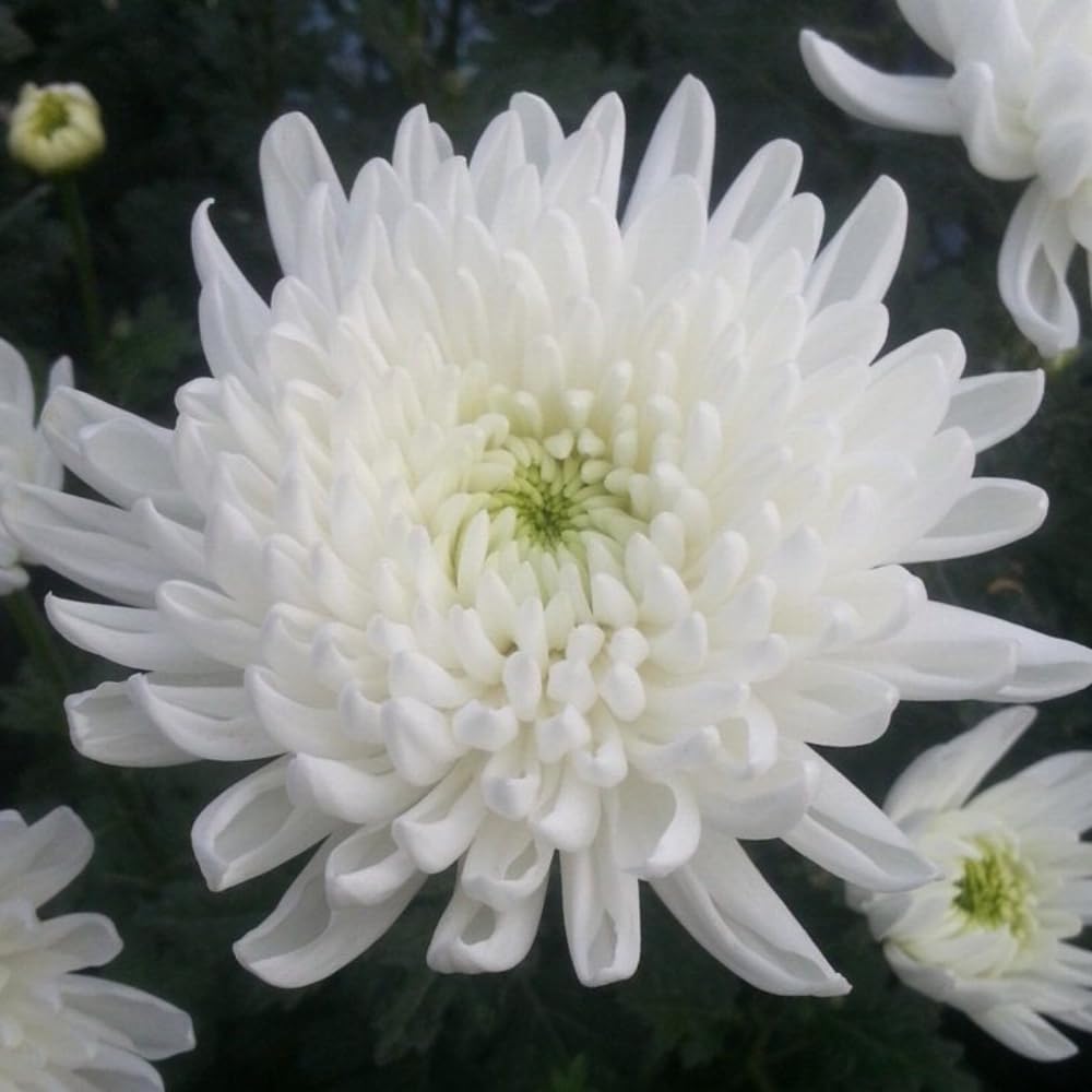 2 Mums Plants Live, White Chrysanthemum Plants Live, No Potted, Chrysanthemum Flower Live Plant, 5 to 8 Inc, Mum Live Plant