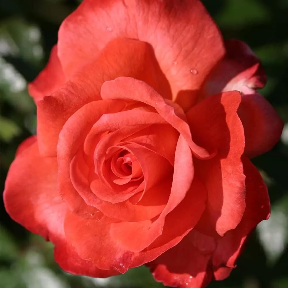 Rose Live Plant for Planting, Rose Bush Ready to Plant, 5-8 Inch Tall, Fragrant Rose Flowers (Red Orange)