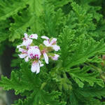 2 Live Citronella Plants, Citronella Plants Live for Garden, 4 to 6 Inches Tall, Citronella Live Plants