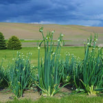 6 Egyptian Walking Onions Live Plants for Planting, High Yield Walking Onion Plant for Perennial Planting, Outdoor, Winter Hardy in Zones 3–9