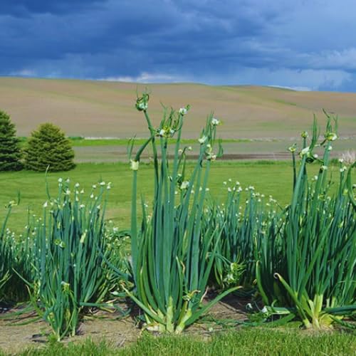 6 Egyptian Walking Onions Live Plants for Planting, High Yield Walking Onion Plant for Perennial Planting, Outdoor, Winter Hardy in Zones 3–9
