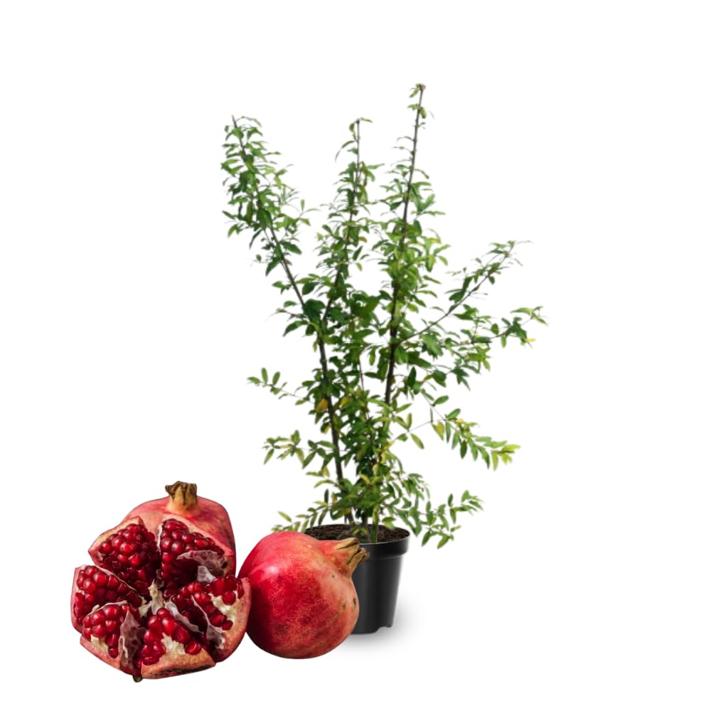 Hardy Pomegranate Tree Live Plant, 5 to 7 Inc Tall Well Rooted, Red Pomegranate Bush Plant for Growing