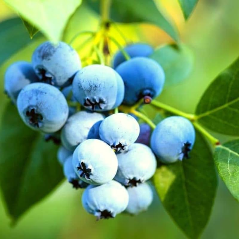 2 Blueberry Plants Live, Blueberry Trees Live Plant, Blueberry Bush Live Plant, 5-12" Tall, Blueberries Fruit Tree Ready to Grow (Sunshine Blue Blueberry Plants)