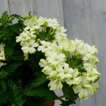 2 Light Green Verbena Plants Live, Perennial Ground Cover or Trailing Bushes Shrubs, 5-9 Inches Tall, Verbena Flower for Planting