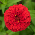 Zinnia Plant Live, Red Zinnia Flower Plant from 3 to 5 Inc Tall