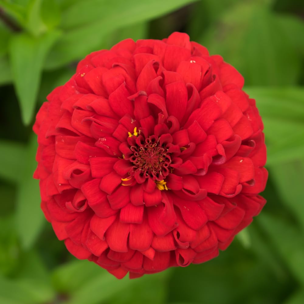 2 Red Zinnia Plant Live Outdoor, 4 to 6 Inc Tall, Zinnia Flower Plant Potted Planting