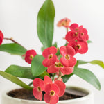 Red Crown of Thorn Live Plant, Euphorbia Milii Succulent Plant Potted 4-7 Inch Tall, Live Indoor Houseplant