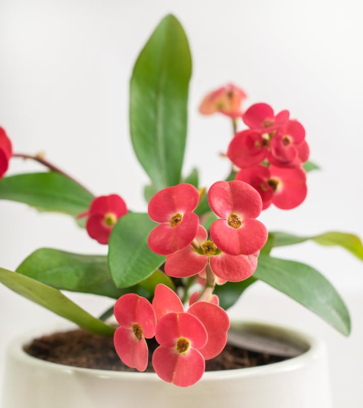 Red Crown of Thorn Live Plant, Euphorbia Milii Succulent Plant Potted 4-7 Inch Tall, Live Indoor Houseplant