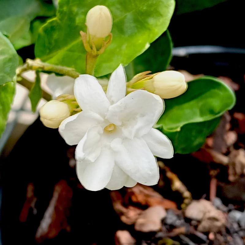 3 Climbing Jasmine Live Plants for Indoor Outdoor Planting, Orleans Sambac Jasmine Plants Live, Fragrant, 5-8" in Tall, Hardy