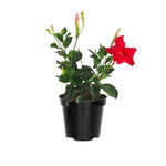 2 Red Mandevilla Bush Plants, 10 to 17 Inc in Height, Mandevilla Live Plant, Mandevilla Plants Live