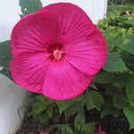 2 Pink Hibiscus Trees Live Plant, Hardy Hibiscus Plants Live, 5 to 7 Inches, Hibiscus Shrub Tree for Garden Indoor Outdoor