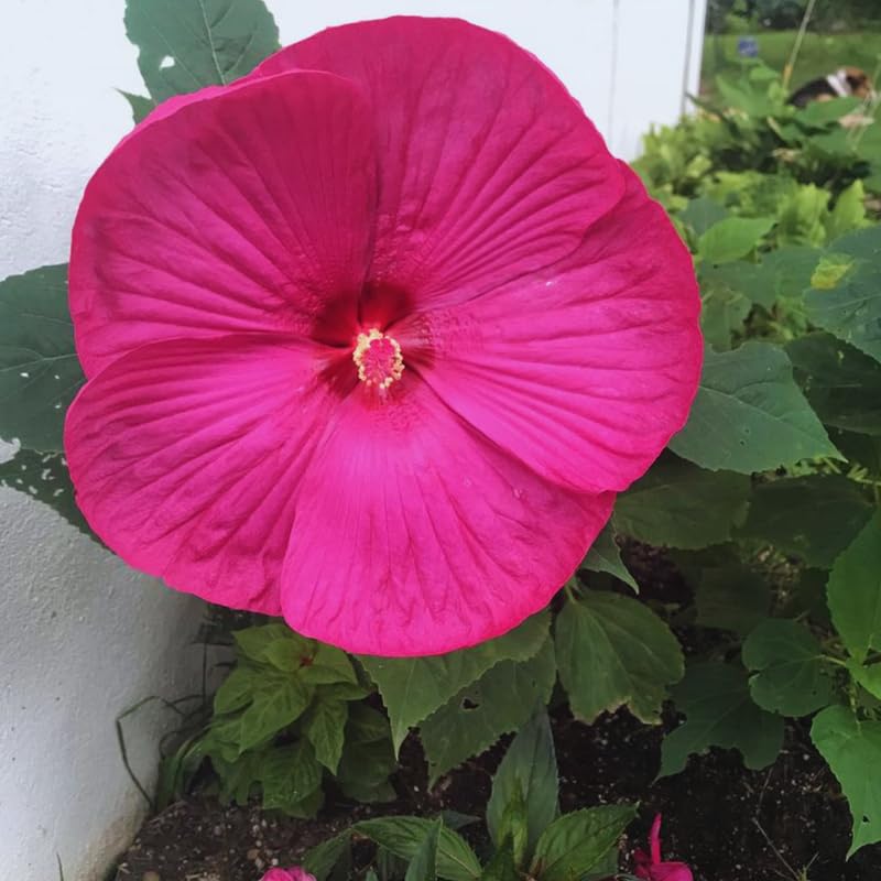 2 Pink Hibiscus Trees Live Plant, Hardy Hibiscus Plants Live, 5 to 7 Inches, Hibiscus Shrub Tree for Garden Indoor Outdoor