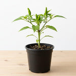 Red Pepper Plants Live, Hot Pepper Seedling from 4 to 7 Inches Tall, Easy for Planting Year-Round, 2 Plant Per Pot, Zones 9-11