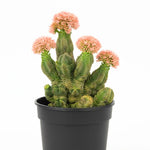 Live Succulent Crassula, Set 2 Crassula Well Rooted in 3.25 Inches Pot, Houseplant for Home Office Decor