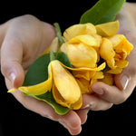 Yellow Magnolia Tree Live Plant in 2.5 Inches in Pot, Starter Plant, Fragrant Perennial Ornamental Plants Shrub for Outdoor Garden