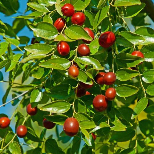 Li Jujube Tree, 8-14" Tall, Cold Hardy Jujube Tree Live Plant, Perennial Sweet Fruit Plants