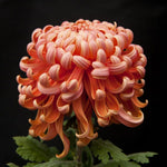 Pack 3 Peach Chrysanthemum Plants, Mums Plants Live, 3 to 6 Inch Tall Garden Mum Live Plant, Vibrant Fall Blooms, Hardy Chrysanthemum Flowers, No Pot