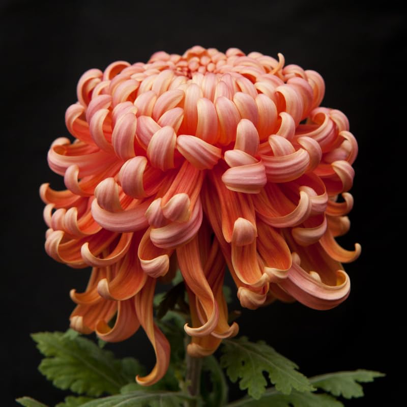 Pack 3 Peach Chrysanthemum Plants, Mums Plants Live, 3 to 6 Inch Tall Garden Mum Live Plant, Vibrant Fall Blooms, Hardy Chrysanthemum Flowers, No Pot