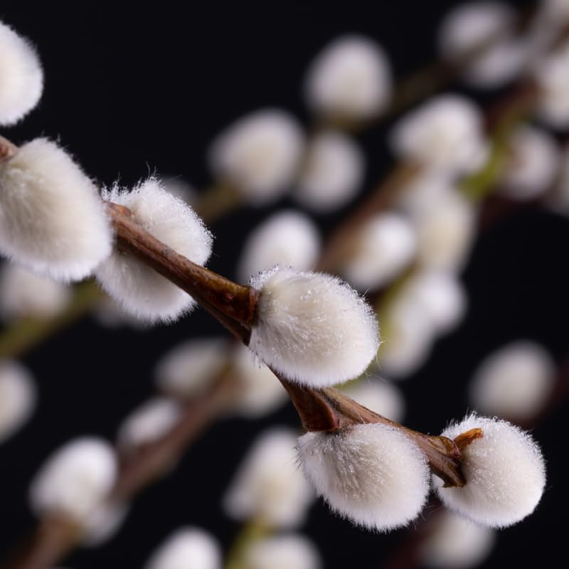Pussy Willow Tree Live Plant in 2.5" in Pot, Fast-Growing Ornamental Trees, Grow As Branches for Vase, Home Décor