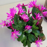 Pink Easter Cactus Plants Live, 4 to 6 Inch Tall Easter Cactus Plants Live Indoor Garden, Live Easter Cactus Flower Plant, Spring Cactus Live Houseplant, Easter Cactus