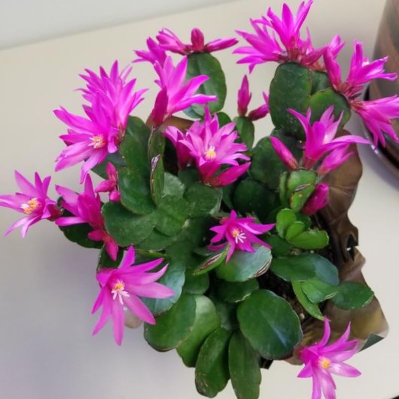Pink Easter Cactus Plants Live, 4 to 6 Inch Tall Easter Cactus Plants Live Indoor Garden, Live Easter Cactus Flower Plant, Spring Cactus Live Houseplant, Easter Cactus