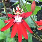 Pack 2 Passion Flower Plants Live, Passiflora Vine Well-Rooted, 5-7 Inch Tall Climbing Vine for Garden Trellises and Fences, No Pot (Mix Passion Flower)