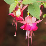 2 Pink Fuchsia Flower Plants, Fuchsia Plants Live, Perennial Flower Plants from 5 Inc to 7 Inc in Height