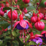 ELLA'S HOMES Fuchsia Plant Live, Pink Purple Flower Fuchsia Plant, 3 to 6 Inches Tall, Live Fuchsia Plant, Fuchsia Live Plant Indoor, Fuchsia Plant for Planting Outdoor
