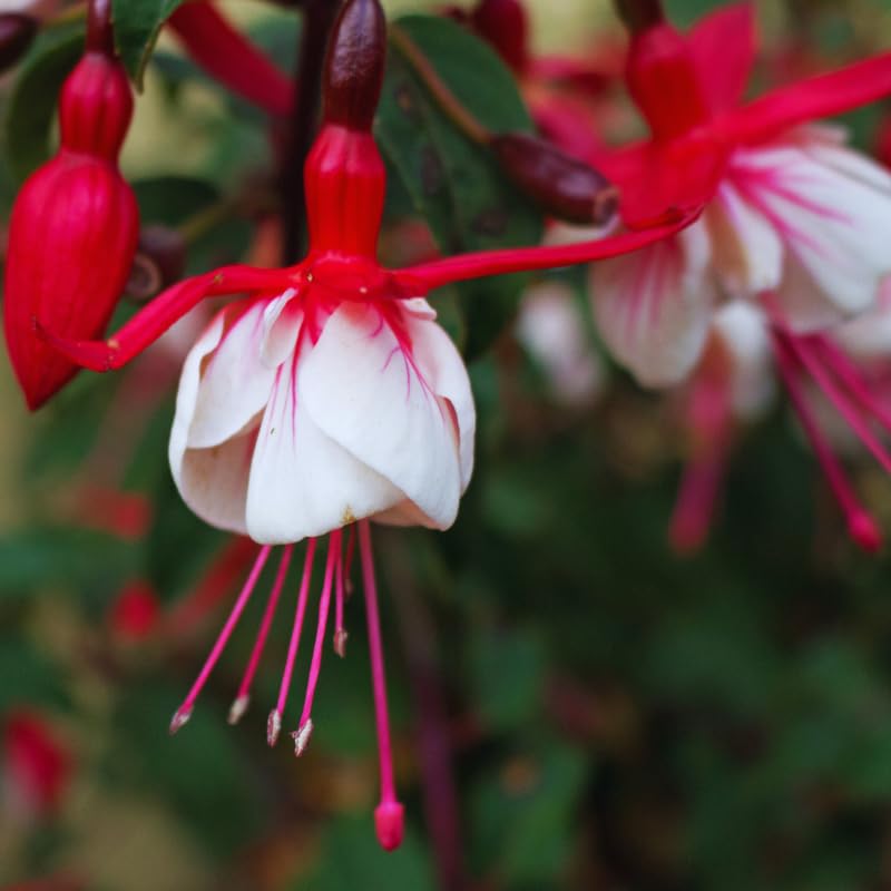 2 Fuchsia Plants Live Hanging Basket, Live Fuchsia Plant, 3 to 5 Inches Starter Plants