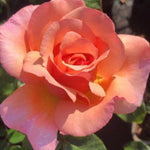 Rose Bush Live Plant for Gardening, Hardy Fragrant Rose Flower Plant, 5 to 10 Inch Tall, Ideal for Outdoor Planting (Coral Rose)
