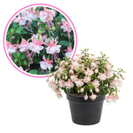 Fuchsia Plant Live 4'' Pot, Hardy Flowering Fuchsia Starter 3-6'' Tall, Hanging Basket or Patio Garden Plants, 2 Plants per Pot