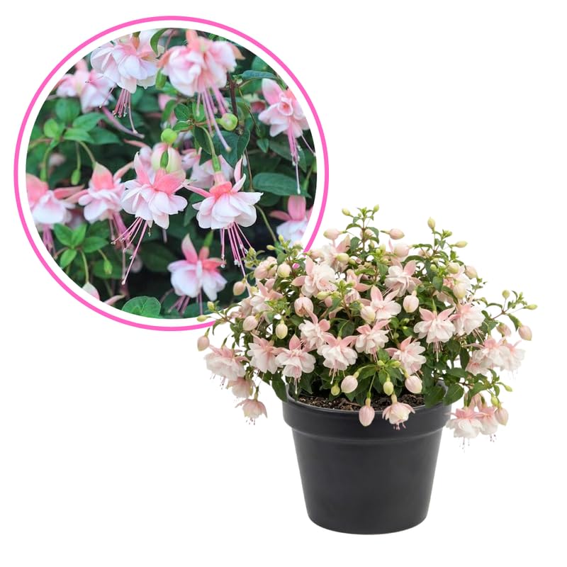 Fuchsia Plant Live 4'' Pot, Hardy Flowering Fuchsia Starter 3-6'' Tall, Hanging Basket or Patio Garden Plants, 2 Plants per Pot