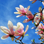 Jane Magnolia Tree Live Plant in 2.5 Inches in Pot, Starter Plant, Fragrant Perennial Ornamental Plants Shrub for Outdoor Garden
