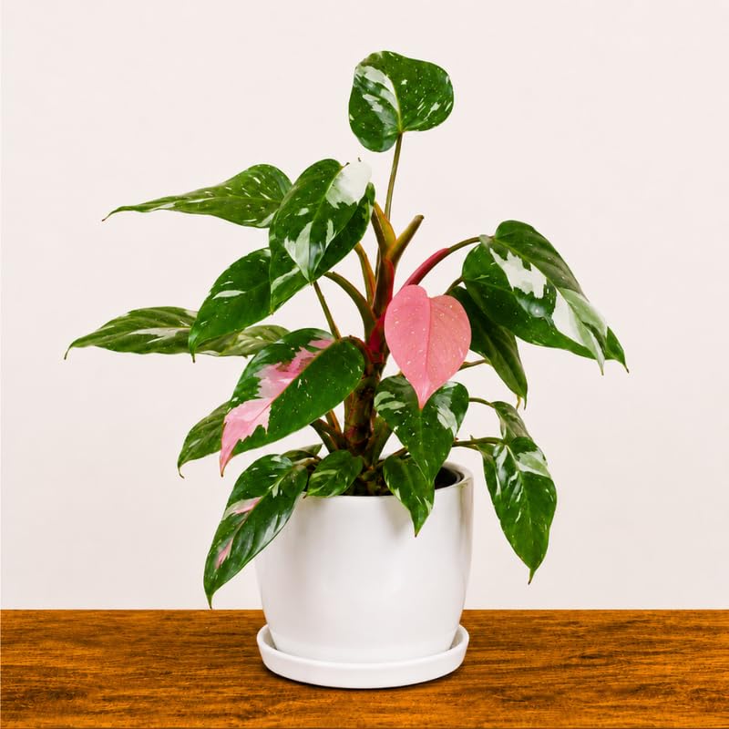 White Princess Philodendron Plant Live Indoor, 5-9" No Pot, Tropical House Plant for Indoor, 5-9" No Pot Home Décor Houseplants
