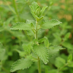 Set 2 Catnip Plants, Herb Catnip Plant Perennial, 3-6" Tall, Outdoor Indoor Garden