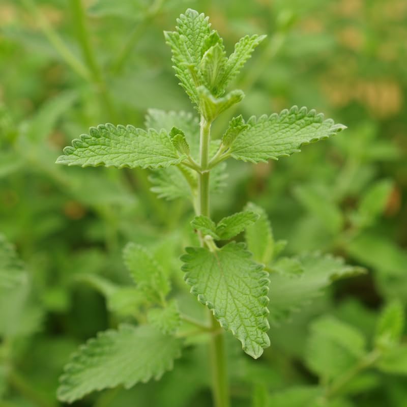 Set 2 Catnip Plants, Herb Catnip Plant Perennial, 3-6" Tall, Outdoor Indoor Garden