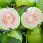 Set 4 Guava Live Plants, Guava Trees, White Guava Trees Live Plant, 4"-8" in Tall, Guava Trees Plant Live in 4" Pot, Guava for Gardening