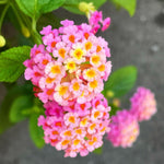 4 Colorful Perennial Lantana Trees Live Plants, Pink Blooms, Hardy and Long Blooming Seasons, Fragrant, 5-10" in Tall, Full Sun Growing