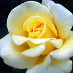Rose Live Plant for Planting, Fragrant Hybrid Rose Bush, 5-10” Tall, Ready to Grow Flowering Shrub for Outdoor Garden, No Pot (Yellow Rose)