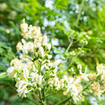 Moringa Live Plant, 16-24 Inch Malunggay Trees Live Plants, Perennial Moringa Plants Live in Pot