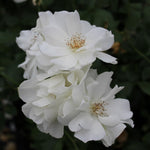 2 White Rose Climbing Live Starter Plants, Fragrant White Climbing Rose for Planting Outdoor, No Pot, 1 Year Old Rose Plant, Well-Rooted Rose Plants Live Ready to Plant