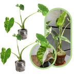 Colocasia Esculenta, Colocasia Live Plant, Elephant Ears Live Plant, Esculenta Taro Live Houseplant, 5-8 Inc Tall, No Pot (Rare Colocasia)