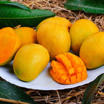 Carrie Mango Plant Live for Planting, 1 Year Old 10–14 Inch Tall, Early to Mid Season Sweet Mango Variety Zones 9–11