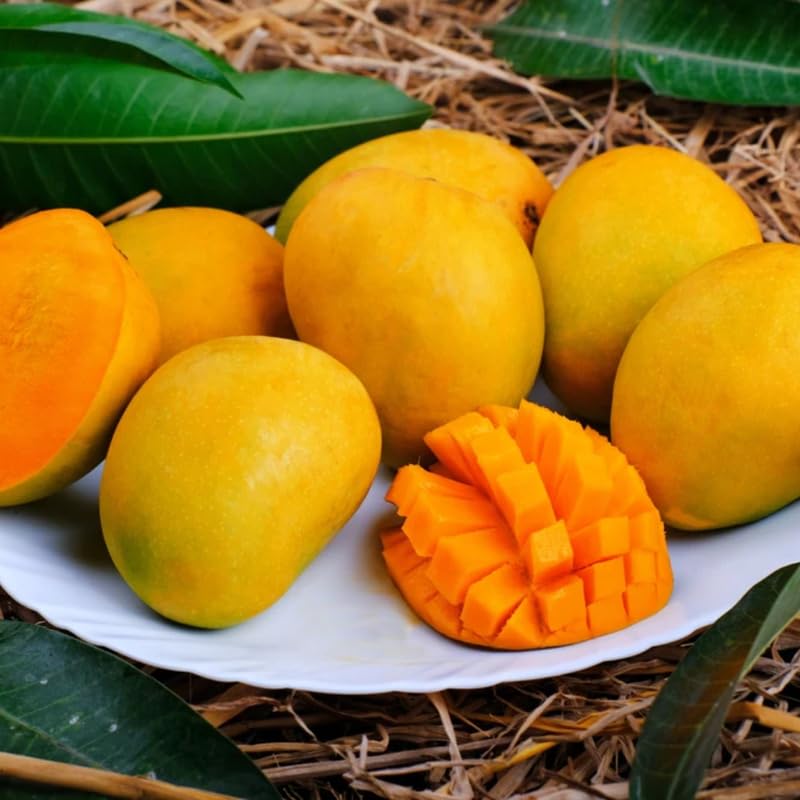 Carrie Mango Plant Live for Planting, 1 Year Old 10–14 Inch Tall, Early to Mid Season Sweet Mango Variety Zones 9–11