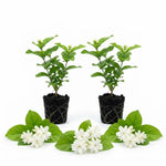 2 Double Jasmine Live Plants, Fragrant Flowering Shrubs, 4-6" Tall