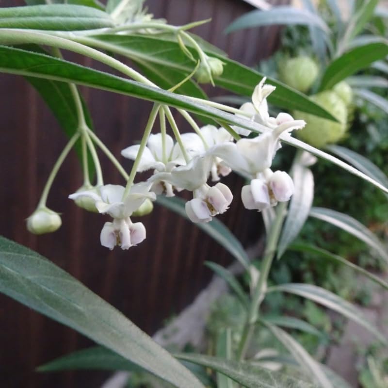 2 Vining Milkweed Plants Live, Tropical Butterfly Milkweed 4-8 Inches, Perennial Milkweeds Flowers Well Rooted Container or Outdoor Growing